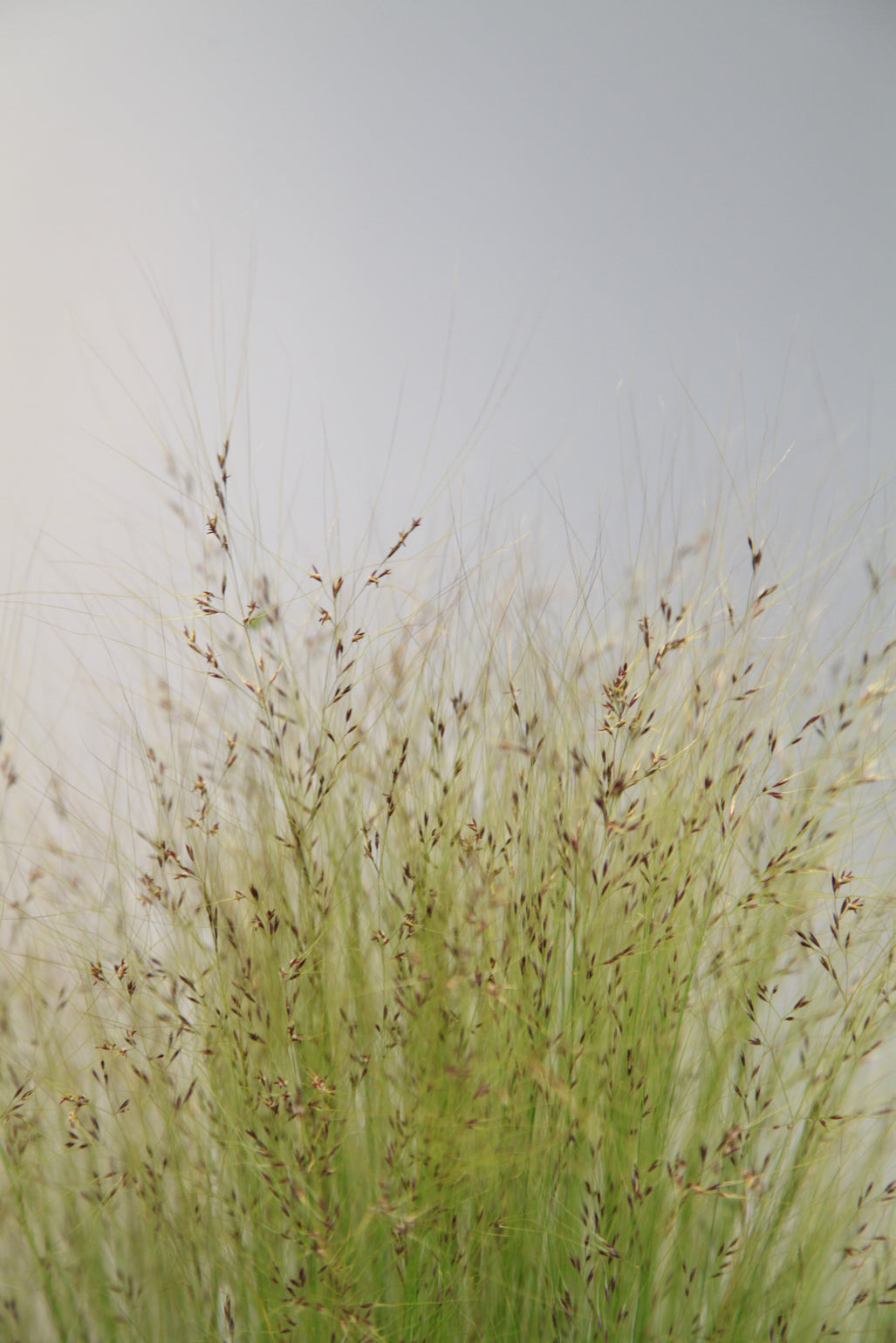 products/Stipa2.jpg